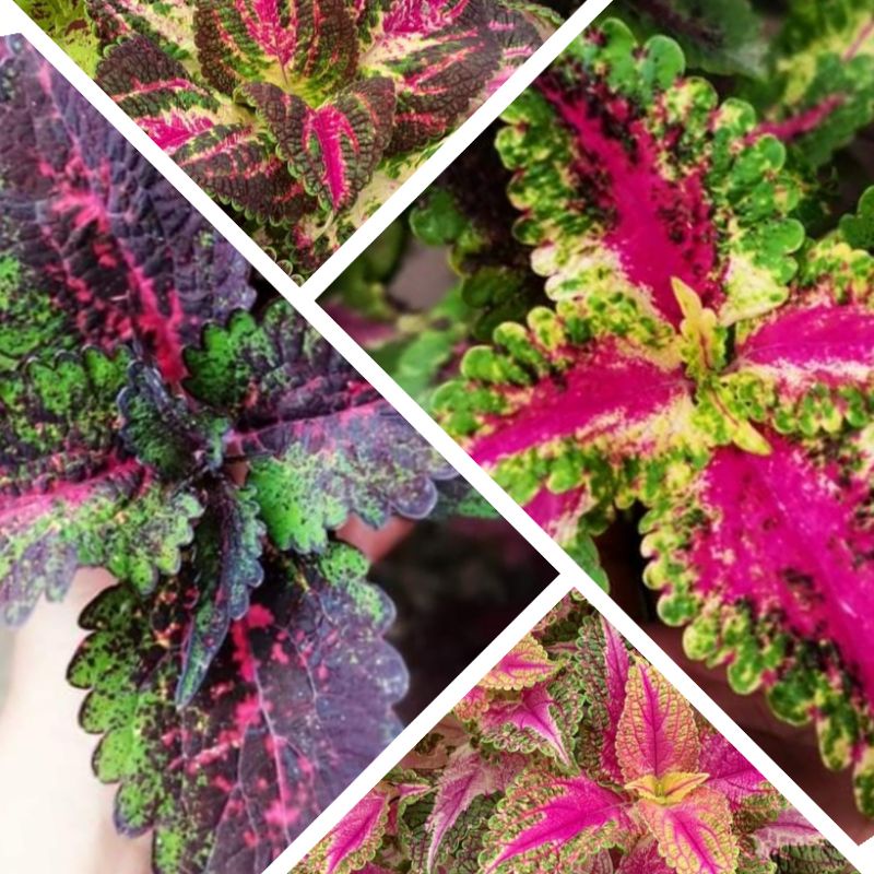 NEW!!TOPRARE Mayana/ColeusMIN.5PCS Shopee Philippines