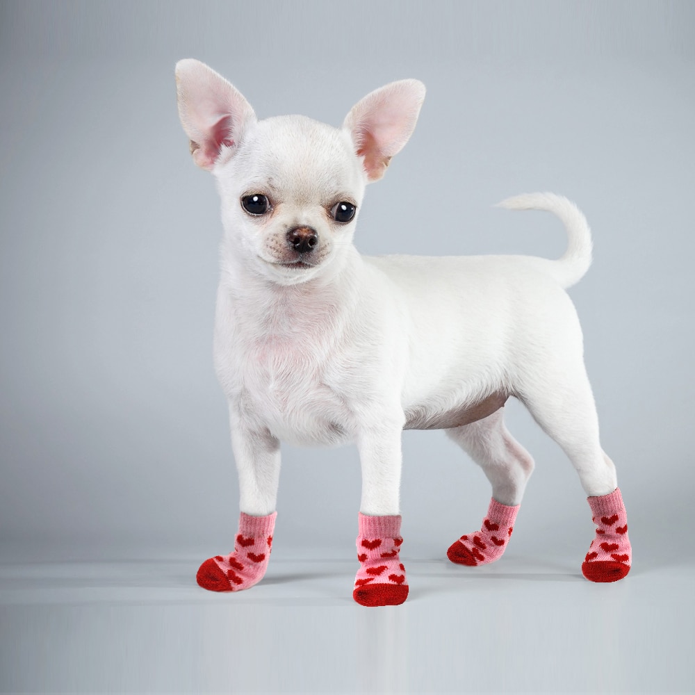 dog shoes for small breeds