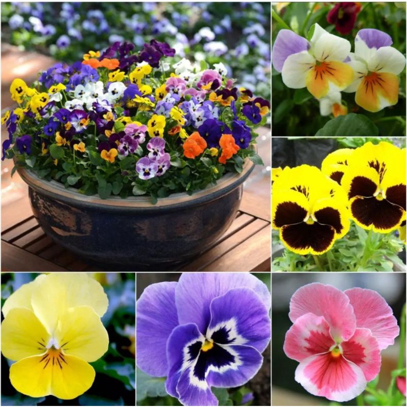 Pansy Flower Seeds Organic Easy To Grow Viola Johnny Jump Up Viola Tricolor  Mixed Colors Plant | Shopee Philippines