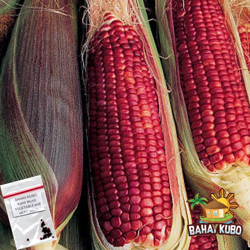 Sweet Corn Ruby Queen Red Seeds Shopee Philippines
