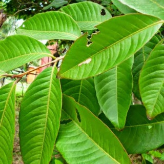 Banaba leaves/Dahon ng Banaba(20pieces) | Shopee Philippines