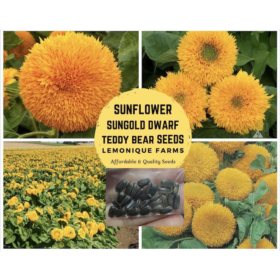 teddy bear sunflower seeds | sunflower dwarf | teddy sunflower | goldy ...