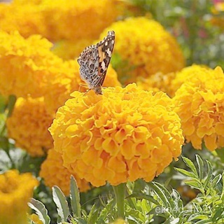 New product discount Philippines Ready Stock 100 Pcs Seeds Yellow Orange Color Marigold Flower Seeds #2