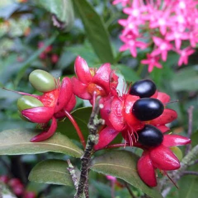 money tree plant flower