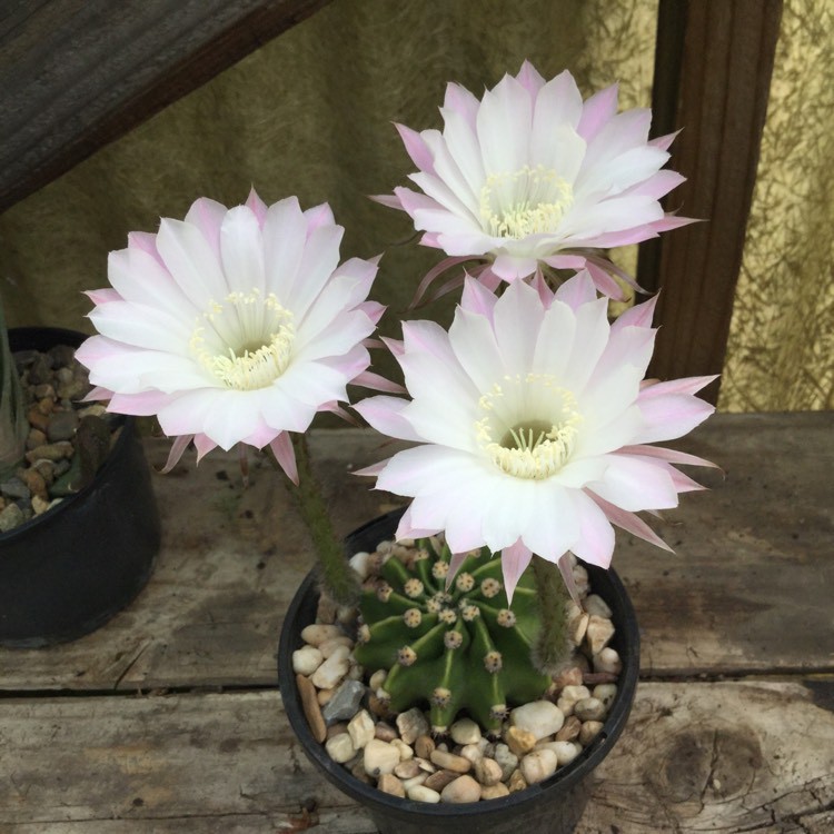 Cactus COD Live Echinopsis Eyriesii Cactus Plant | Shopee ...