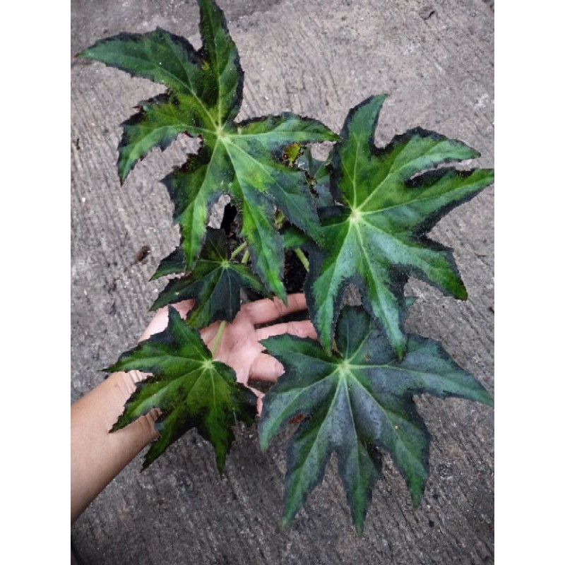 Begonia Plant Different Varieties | Shopee Philippines