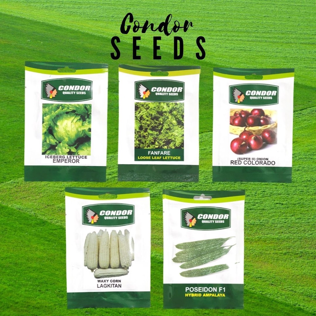 Condor LETTUCE, ONION, CORN, AMPALAYA Seeds | Shopee Philippines