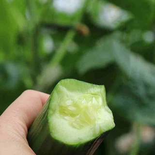 10PCS COD Vegetable Seeds - Leafy Greens and Microgreens - cucumber Seeds #7