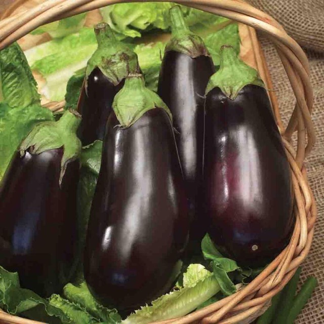 Eggplant American Beauty Seeds Shopee Philippines