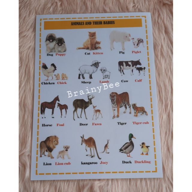 Animals and their Babies (laminated) | Shopee Philippines