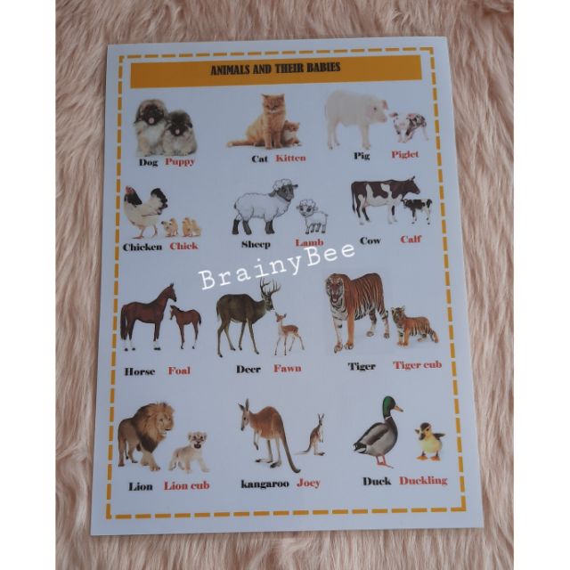 Animals And Their Babies Laminated Shopee Philippines