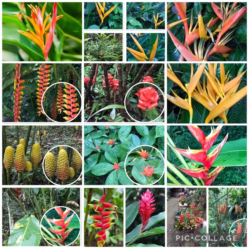 Tropical Heliconia | Birds of paradise bulb only | Shopee Philippines