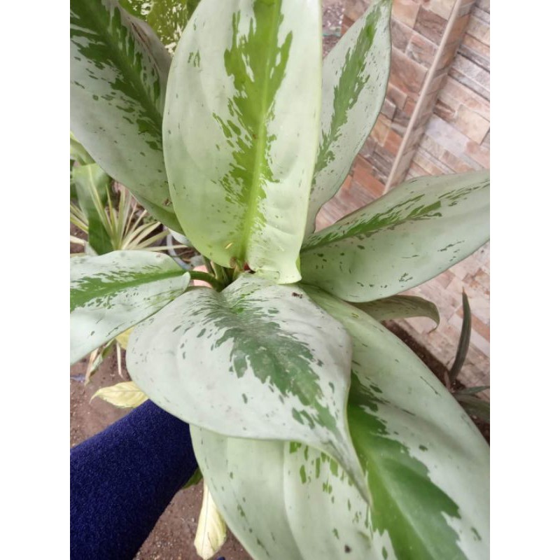 Dumb Cane Dieffenbachia Maculata Silver Wedding Plant Rare Live 2 3 Ft Shopee Philippines