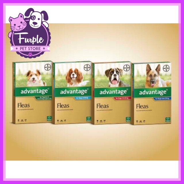 advocate for dogs lungworm