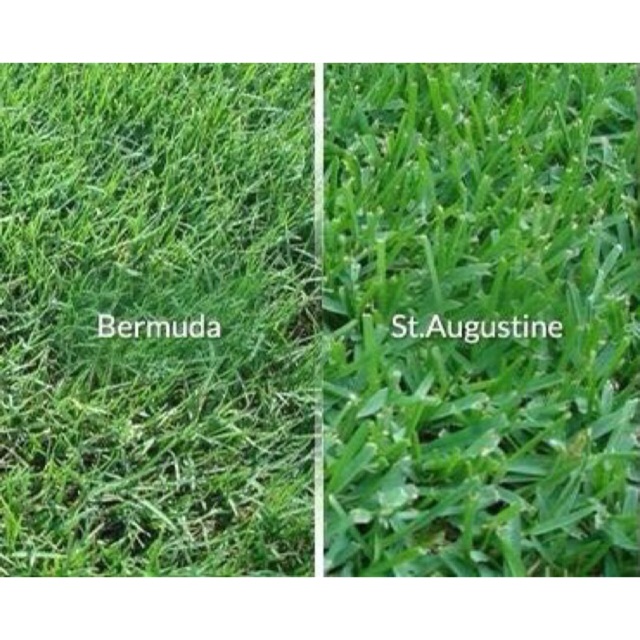 Special Grass Seeds Shopee Philippines