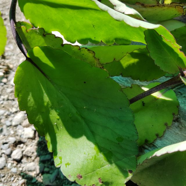 Katakataka Fresh Leaf Miracle Plants Leaf For Propagation Shopee Philippines