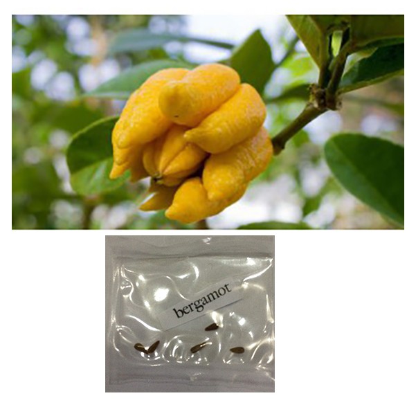 Elitely Citrus Sarcodactylis Tree Semente 30Pcs Samen Citron Bergamotte-Baum 