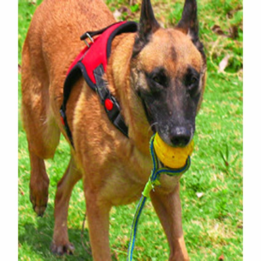 （hot）Nylon Heavy Duty Dog Pet Harness Collar K9 Padded Extra Big Large Medium Small Harnesses vest H #8