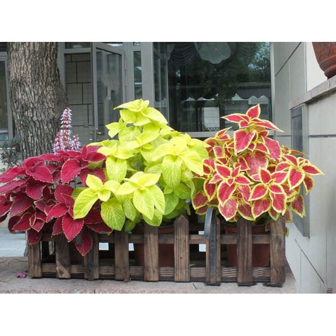 100 seedsplantseed/pack Coleus seeds bonsai flower seeds