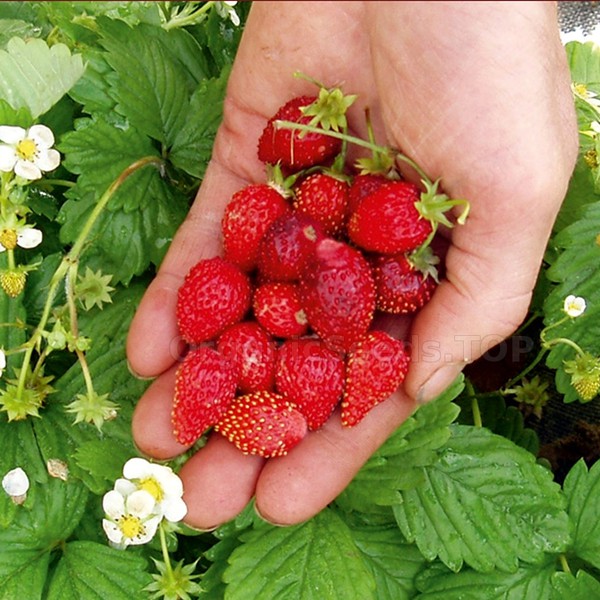 Strawberry Seeds Alpine (Sow Easy) Shopee Philippines