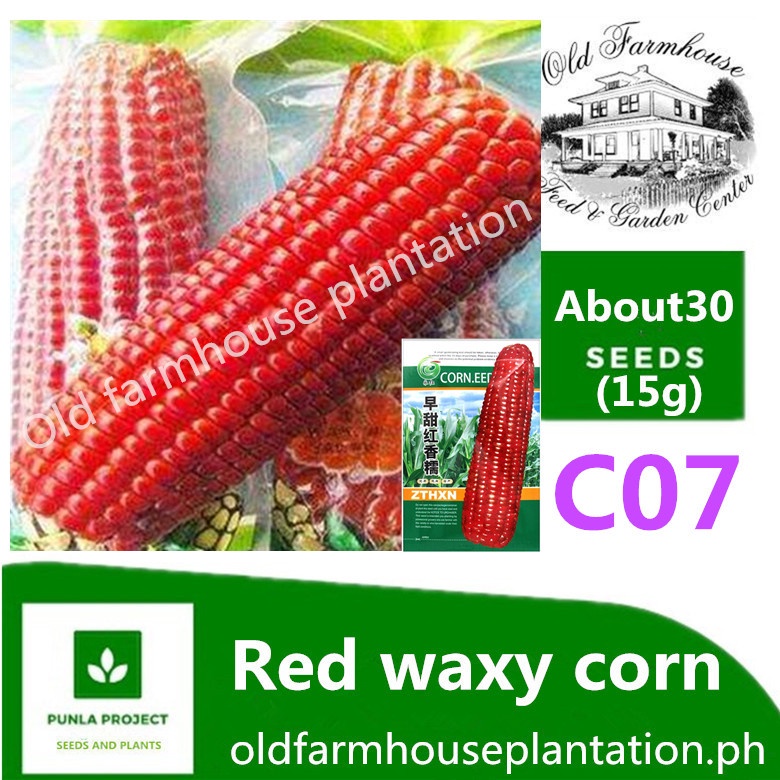 30pcs Sweet Corn Seeds Red Waxy Corn Seeds Vegetable Seeds Fresh From Farm Seeds Shopee Philippines