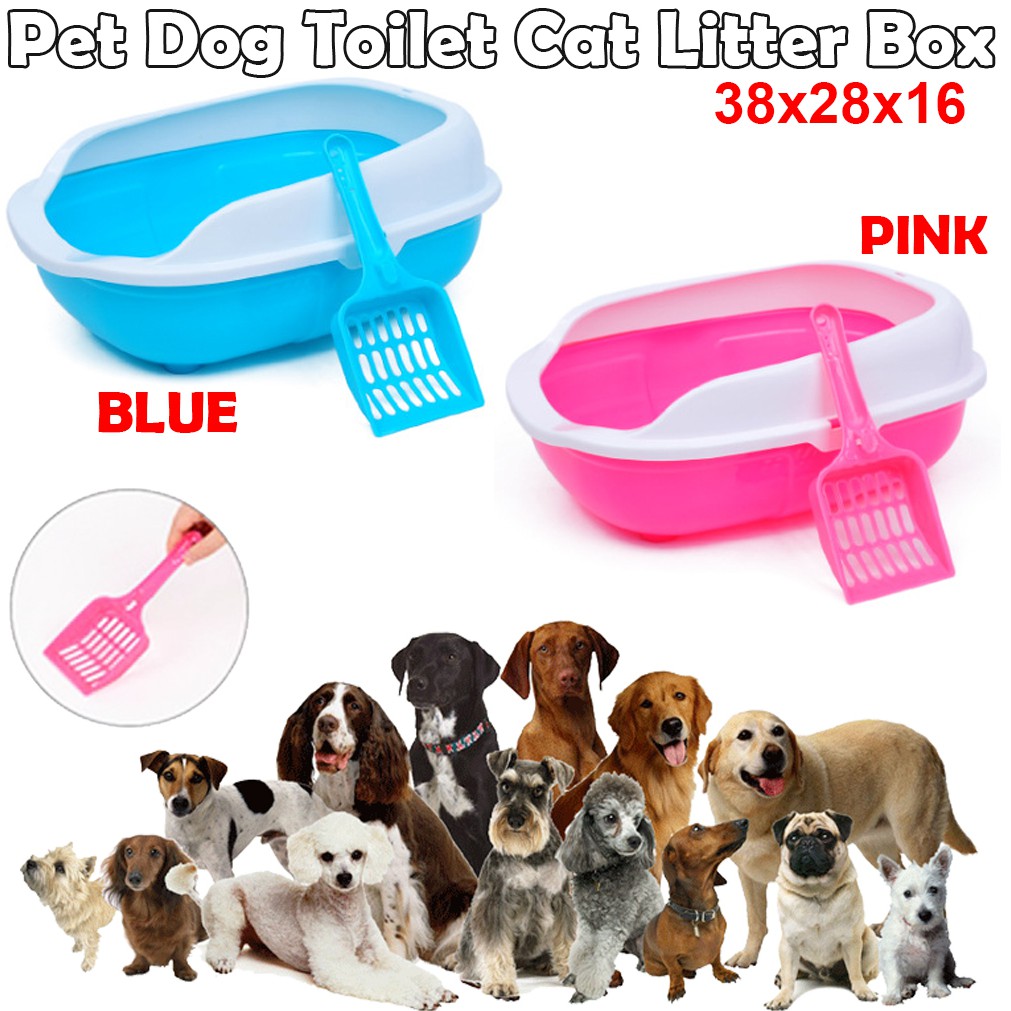 dog using cat litter box