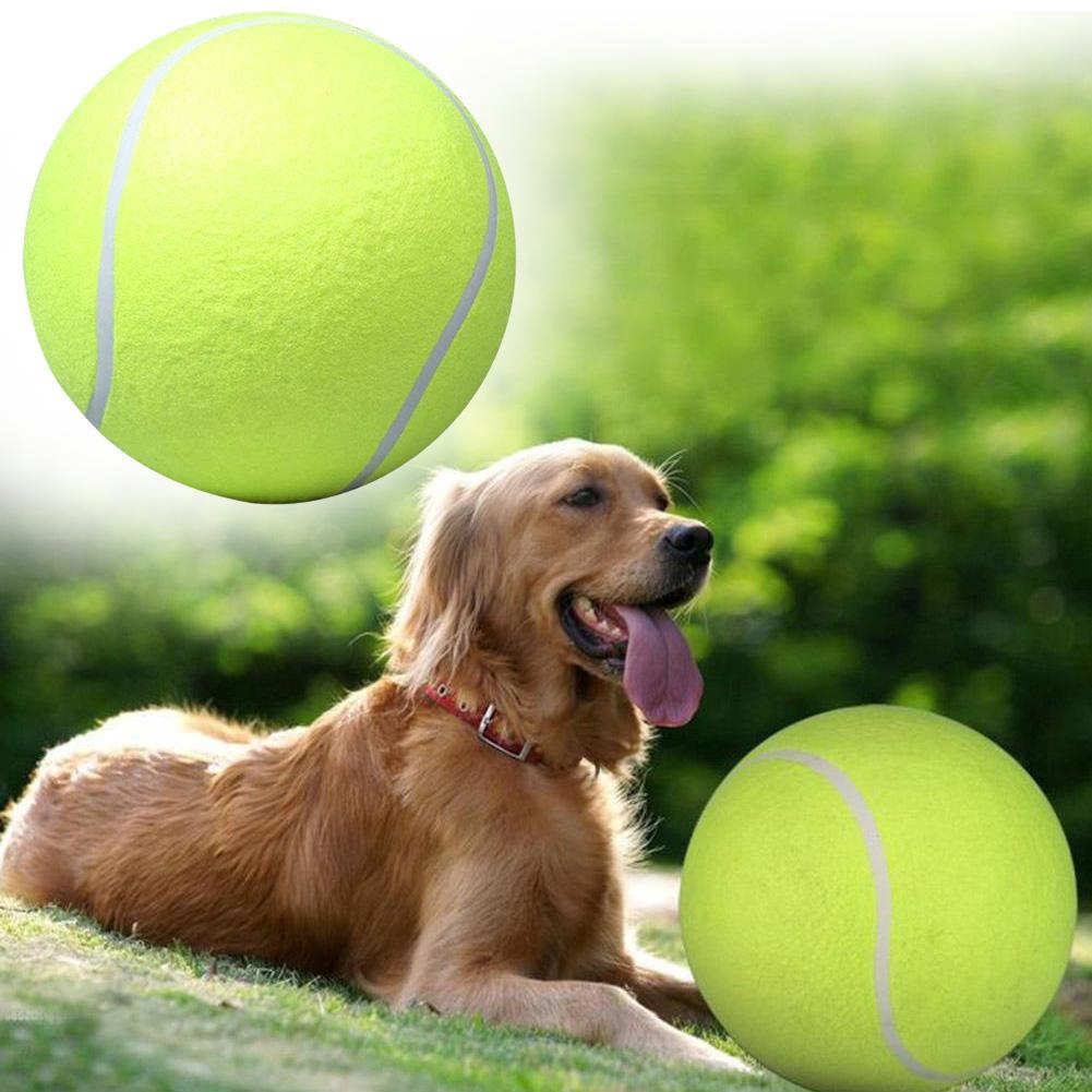 outdoor dog brand toys