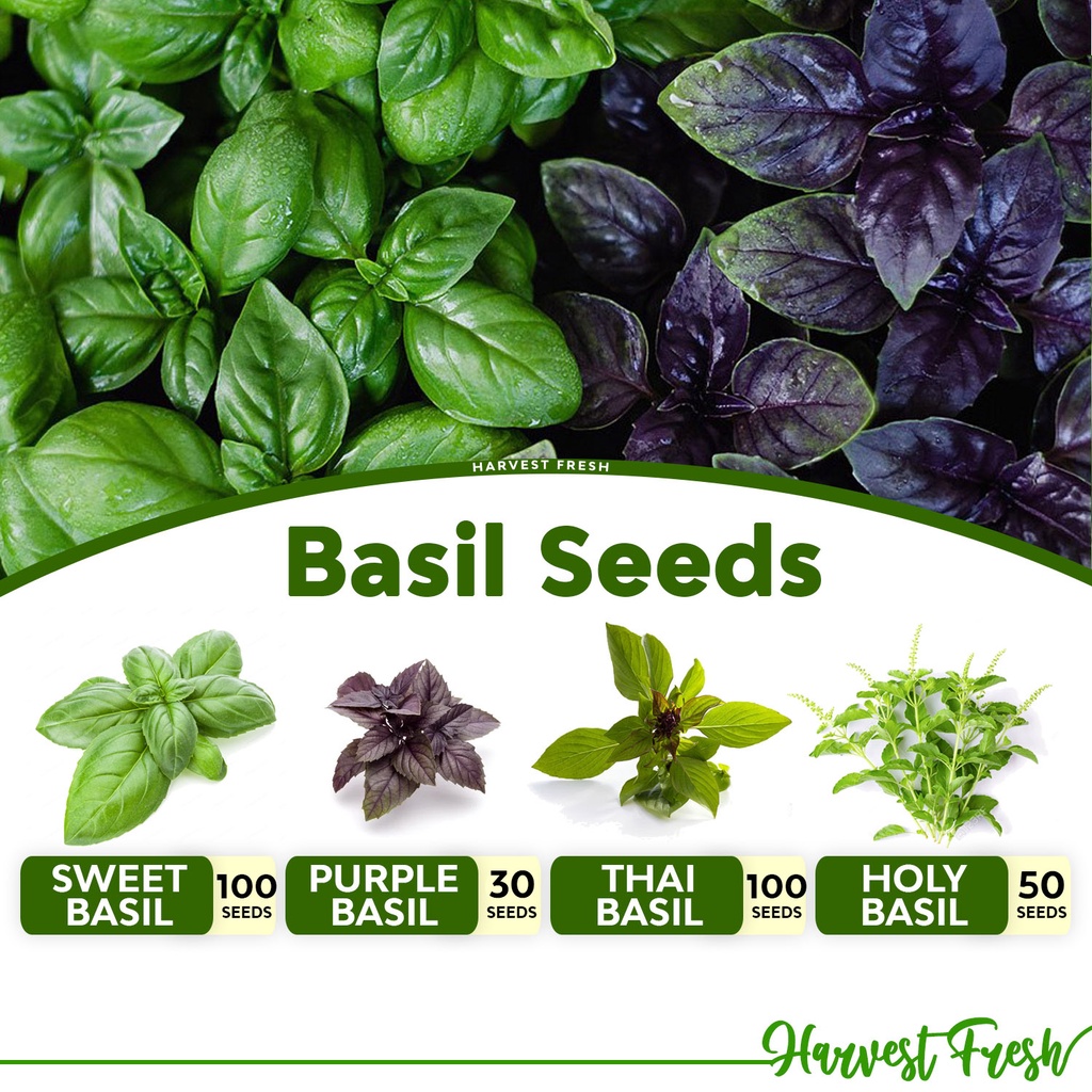 Basil Seeds Sweet Genovese Holy Thai Purple Shopee Philippines