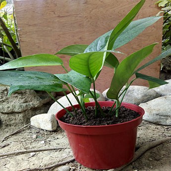 Monstera Dragontail Plant Epipremnum Pinnatum “Dragon Tail” (Monstera