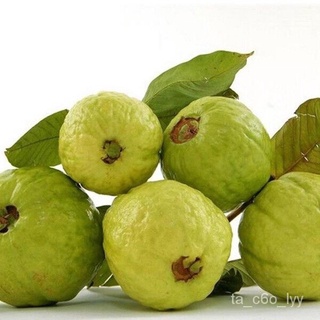 seeds for planting 100pcs  Guava Tree Seeds  Vegetable Fruit Tree Plant Plants for Sale Bonsai Pot H #5