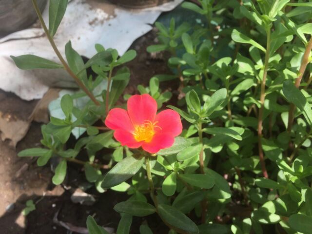 Portulaca Grandiflora Vietnam Rose Shopee Philippines