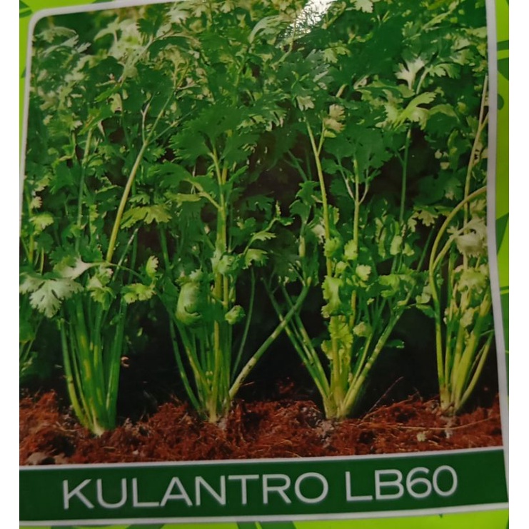 Kulantro repack 20 seeds | Shopee Philippines