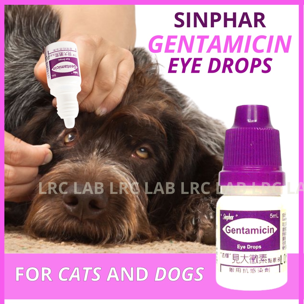 Are Gentamicin Ear Drops Ok For Dogs