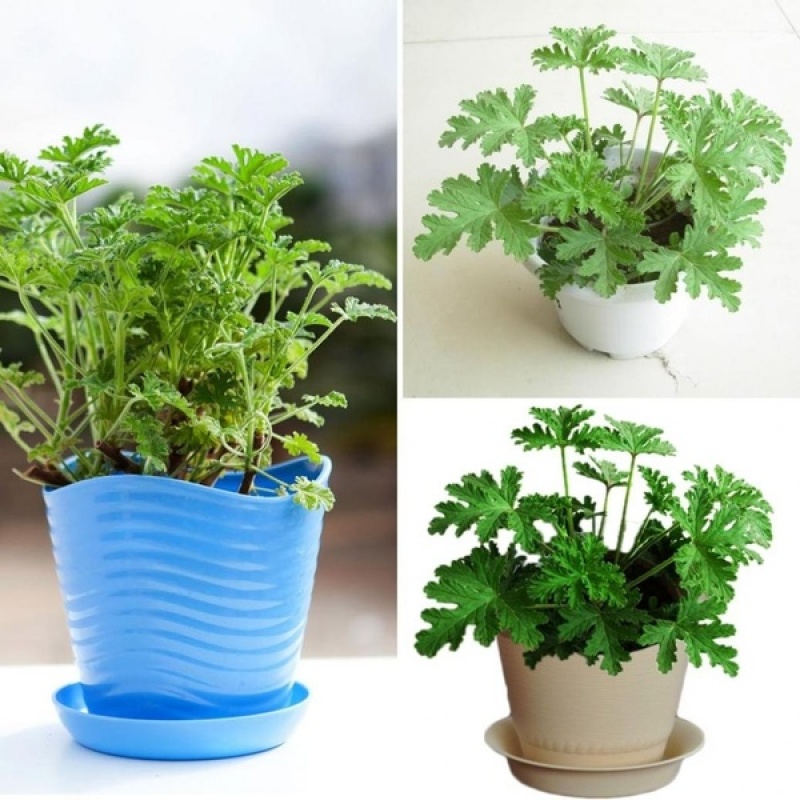 50pcs Citronella Plant seeds Mozzie buster plant mosquito