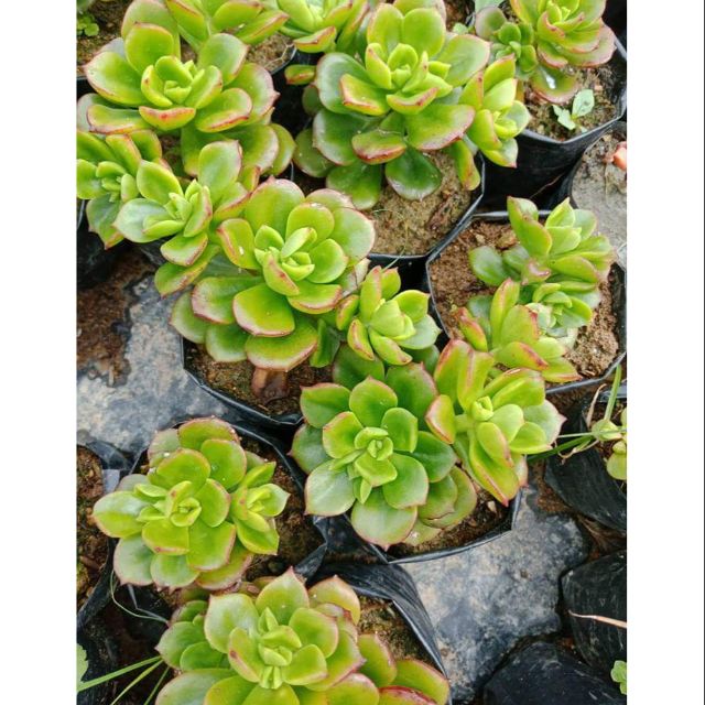 Red Tips Succulents Live Plants Shopee Philippines