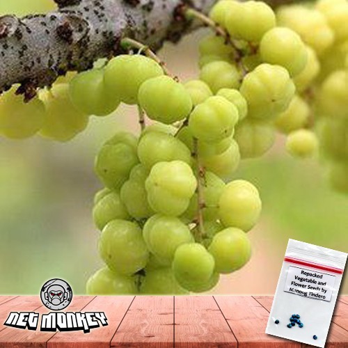 Karamay Fruit Seeds / Bangkiling Tree Seeds Shopee Philippines