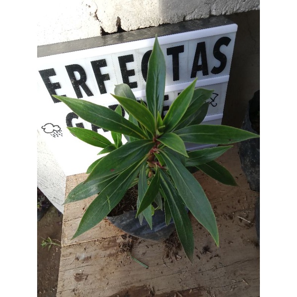 Available Live Plants for sale (Tutti Fruity)