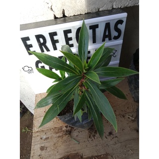 Available Live Plants for sale (Tutti Fruity) #2
