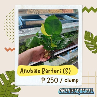 Anubias Barteri - Aquatic Plants