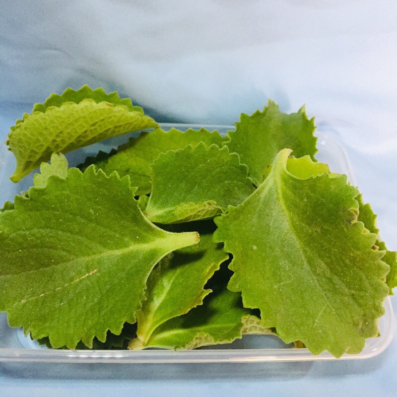 FRESH OREGANO LEAVES Dahon ng Oregano Herbal Medicine (40pcs