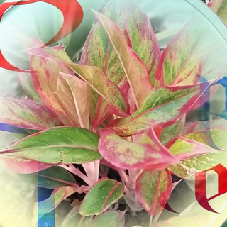 Aglaonema Siam Aurora – Aglaonema Red Lipstick #1