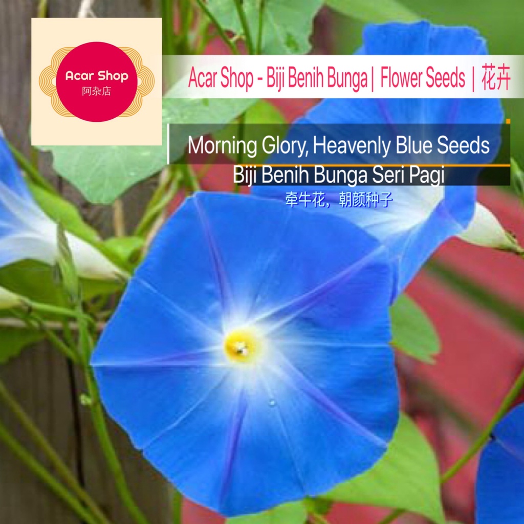 Morning Glory Heavenly Blue Seeds Biji Benih Bunga Seri Pagi Biru