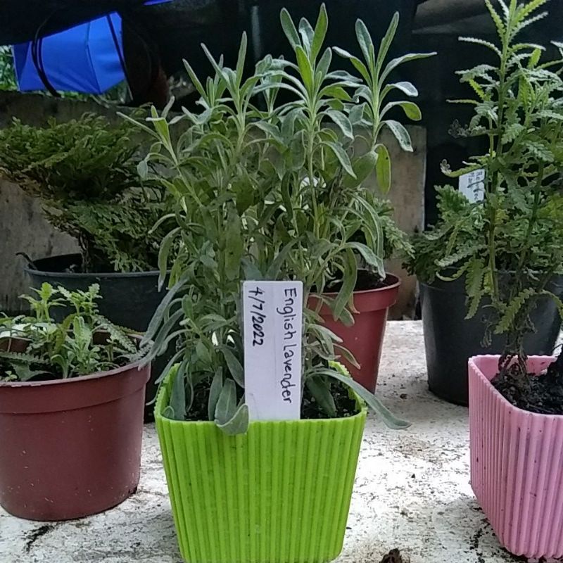 English lavender/live plant/flowering type Shopee Philippines