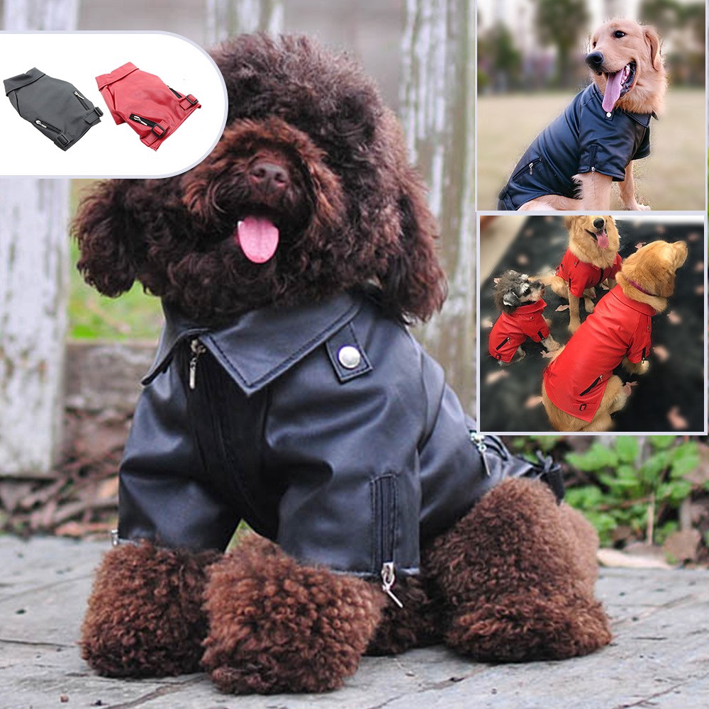 chihuahua leather jacket