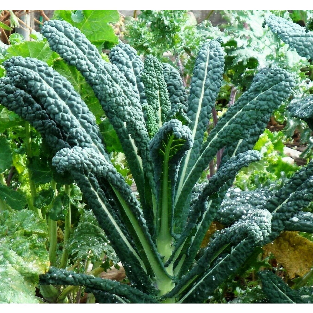 Guaranteed germination rate Dinosaur Kale Seeds Lacinato Italian