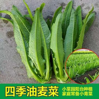 Rapeseed four seasons sowing sweet and crispy sesame oilseed heat-resistant large-leaf green balcony #5