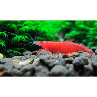 Genchem BioMax for shrimp 50g Shrimp Food For Crystal Red Shrimp BKK Red Cherry #3