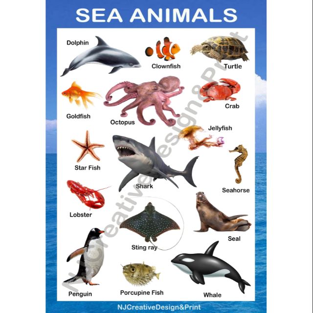 A4 Laminated Sea Animals Chart | Shopee Philippines