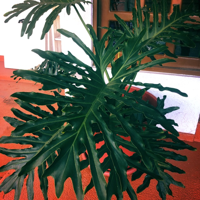 XL Potted Philodendron Selloum Indoor Plant | Shopee Philippines