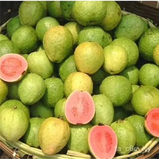 seeds for planting 100pcs  Guava Tree Seeds  Vegetable Fruit Tree Plant Plants for Sale Bonsai Pot H #9